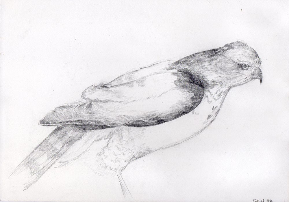 Greifvogel