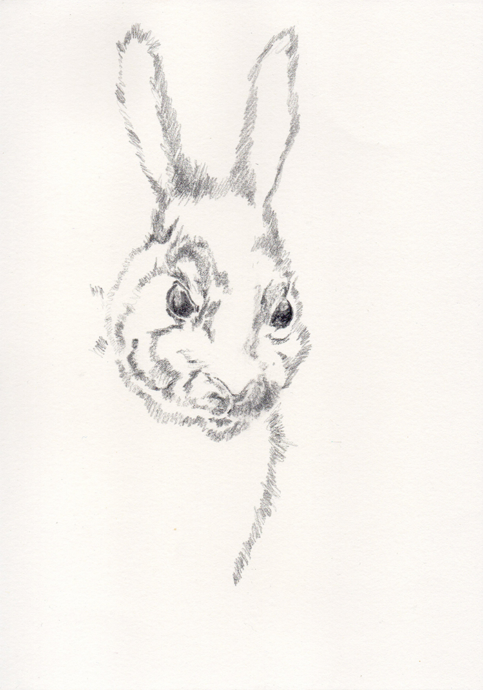 Hase