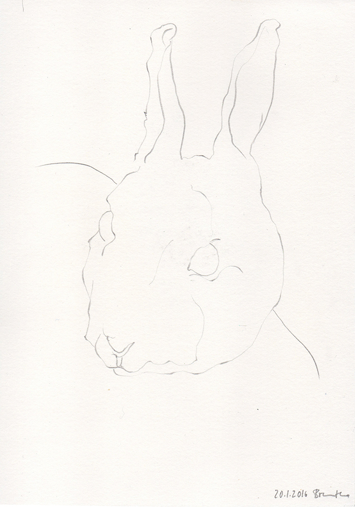 Hase