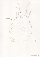 Hase